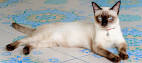 Siamese | breed of cat | Britannica