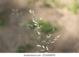 Image result for Aira caryophyllea