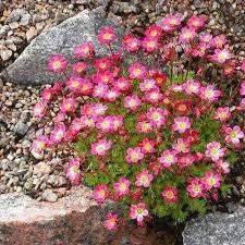 Saxifraga Rose Robe Flower Seeds Saxifraga Arendsii 100 Seeds Flowers Perennials Flower Seeds Flower Care