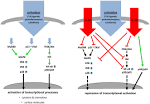 Negative regulation of Toll-like receptor signaling by IL-10