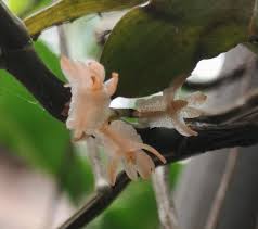 Image result for Diaphananthe