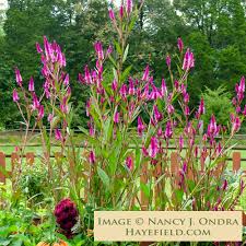 Image result for Celosia argentea