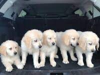 Our puppies have been adopted by families all over the u.s. Golden Retriever In County Antrim Dogs Puppies For Sale Gumtree