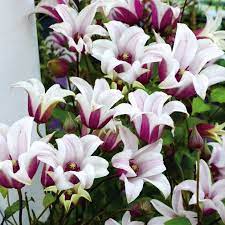 Check spelling or type a new query. 13 Clematis Ideen Clematis Clematis Pflanzen Pflanzen