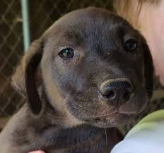Labrador puppies for adoption in nc. Dog For Adoption Garuda A Labrador Retriever Carolina Dog Mix In Lenoir Nc Petfinder