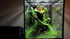 My Epic Slice Of The Jungle On Of My Favorite Tanks Nature Center Dart Frog Vivarium Zoo Med