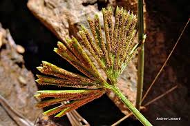 Image result for Actiniopteris radiata