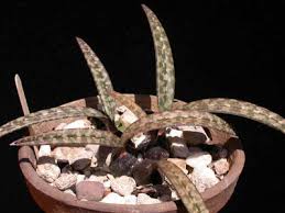 Image result for Oeceoclades