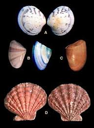 Malacología - Wikiwand