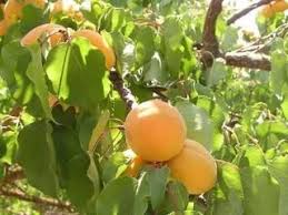 Here are a few apricot varieties to look for apricot trees that will grow well in orange county, california include earligold, gold kist, and floragold (these all have low chill hours, under 300); Pin On Gardening