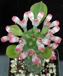 Image result for Monothecium