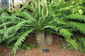 Image result for Encephalartos senticosus