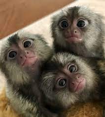 Baby Marmoset Monkey Pet Monkey Cute Baby Monkey Capuchin Monkey