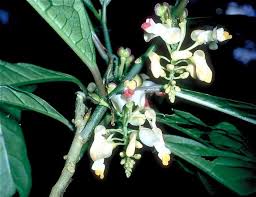 Image result for Polygala dewevrei