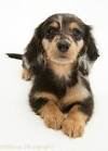 Dapple Mini Long Haired Dachshund