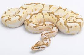 Black And White Tegu Lizard Sc Nuclear Spider Ball Python Ball Python Cute Reptiles Pretty Snakes