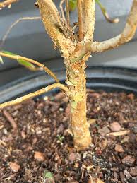 Image result for Jamesbrittenia albobadia