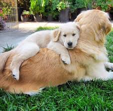 For the best experience, we recommend you upgrade to the latest version of chrome or safari. You Should Never Adopt A Golden Retriever Here Are 40 Reasons Why Small Joys