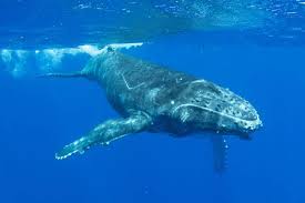 Humpback whales live in all oceans around the world. Zikeotkqqyfypm