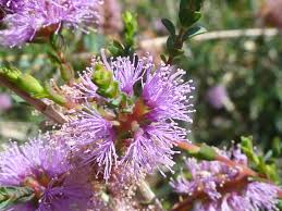 Image result for Myrtaceae