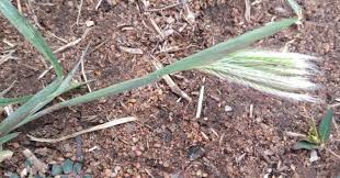 Image result for Chloris virgata