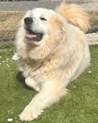 Neshama Animal Rescue added a new...