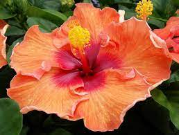 Pin On Logee S Flowering Plants
