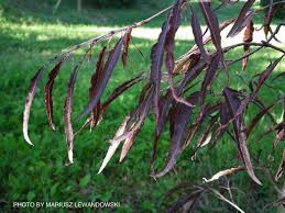 Image result for Fagopyrum snowdenii