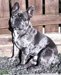 Two short compact blue merles girls from excellent bloodlines mum violet is blue and fawn short receive the latest listings for blue lilac french bulldog. White French Bulldog Blue Eyes Page 1 Line 17qq Com