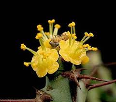 Image result for Euphorbia schinzii