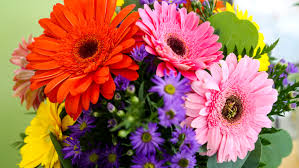 Image result for Gerbera viridifolia