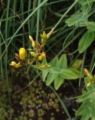 Image result for Hypericum lalandii