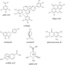 Image result for Terminalia phanerophlebia