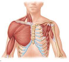 Anatomy of the chest muscles. Arm And Chest Muscles Diagram Quizlet