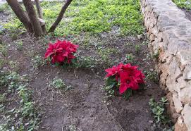 Fall flower bulb planting guides. Can Poinsettias Grow Outside Caring For Outdoor Poinsettia Plants Poinsettia Plant Plants Poinsettia Care