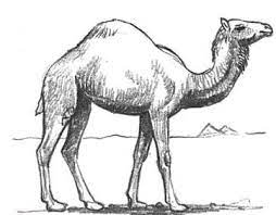 Great for chinese new year or a. How To Draw Camels Drawing Tutorials Drawing How To Draw Camels Drawing Lessons Step By Step Techniques For Cartoons Illustrations