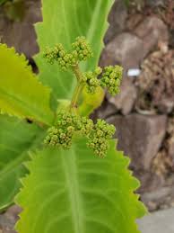 Image result for Cyphostemma zombense