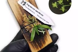 Image result for Angraecum sacciferum