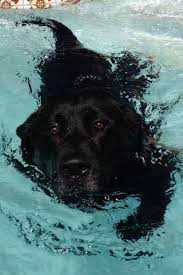 Pin By Stephen Booth On Bear Black Labrador Retriever Lab Dogs Water Dog