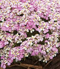 Die iberis masterpiece ist eine immergrüne neuzüchtung, die unermüdlich vom frühjahr bis zum herbst blüht! Pflanzen Baume Straucher Winterharter Bodendecker Iberis Schleifenblume Masterpiece 3 Pflanzen Garten Terrasse Blowmind Com Br
