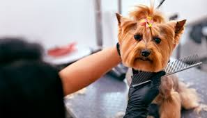 Estética canina