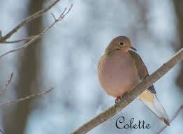 Black And White Birds In Pa Dove In Pennsylvania Backyard Birds Birds Bird Guides