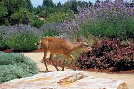 Deer resistant perennial flowers zone 8. A Design That Defies Deer And Drought Finegardening