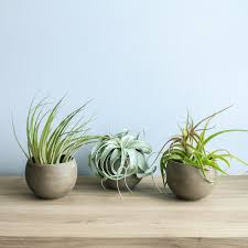 Buy air plants｜tillandsia holders, displays, event favors, terrariums, & globes at great prices. Set Of 3 Charcoal Clay Containers With Custom Tillandsia Air Plants