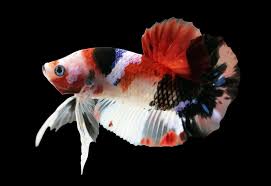 What Is A Koi Betta Information In 2020 Koi Betta Betta Betta Fish