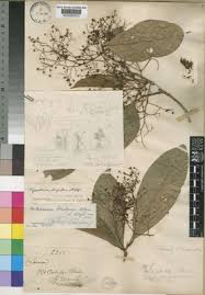 Image result for Beilschmiedia michelsonii