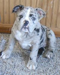 Whatever the process involved, today's english bulldog is a very different dog indeed to the fighting machine we see in old paintings. English Bulldogge Info Temperament Puppies Pictures