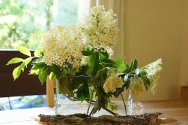 Durch die eingangstür kommt man in den flur. Holunderbluten Duften So Schon Karminrot Blog De