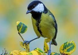 Remember that, in german, both the spelling of the word and the article preceding the word can change depending on whether it is in the nominative, accusative, genitive, or dative case. Evolution Im Garten Lang Gefutterte Schnabel Wissenschaft De