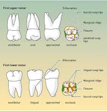 Img30 Erster En Eba813e38f Jpg 583 600 Dental Hygiene Student Dental Hygiene School Dental Assistant Study